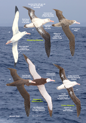 Show details for Roberts Bird Guide (Second Edition)