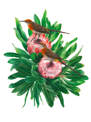 Show details for Roberts Sunbirds and Sugarbirds of Southern Africa