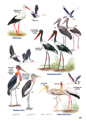Show details for Roberts Bird Guide Greater Kruger National Park (Second Edition)