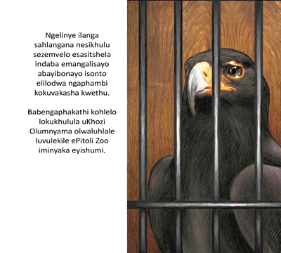 Show details for The Eagle Story - Zulu