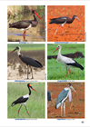 Show details for Roberts Birds of Kwazulu-Natal and their Zulu Names