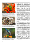 Show details for Roberts Sunbirds and Sugarbirds of Southern Africa